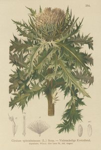 とげのあるアザミ（Cirsium spinosissimum） 作： German School